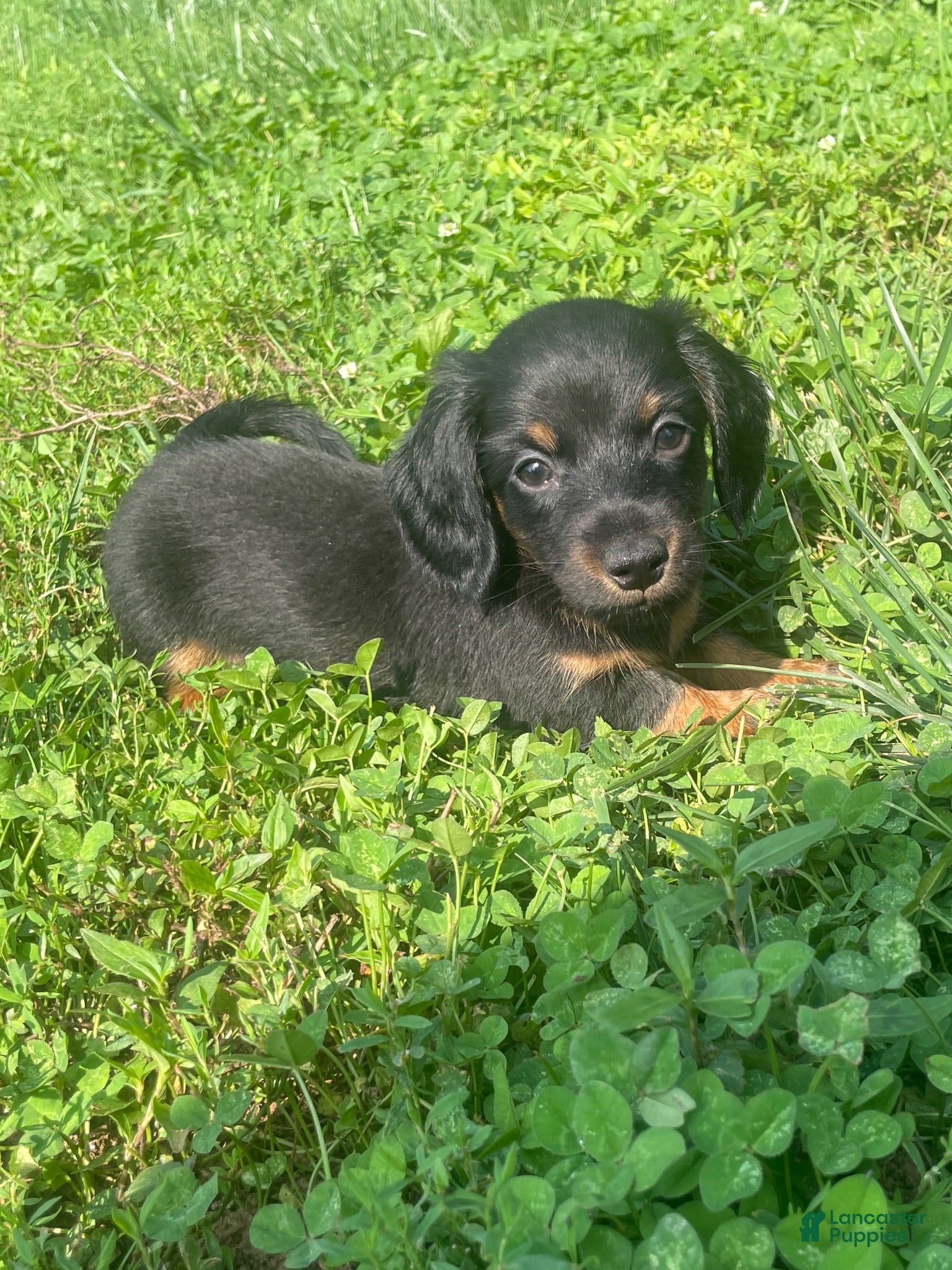 Miniature Dachshund dogs Leo  - Ad 1