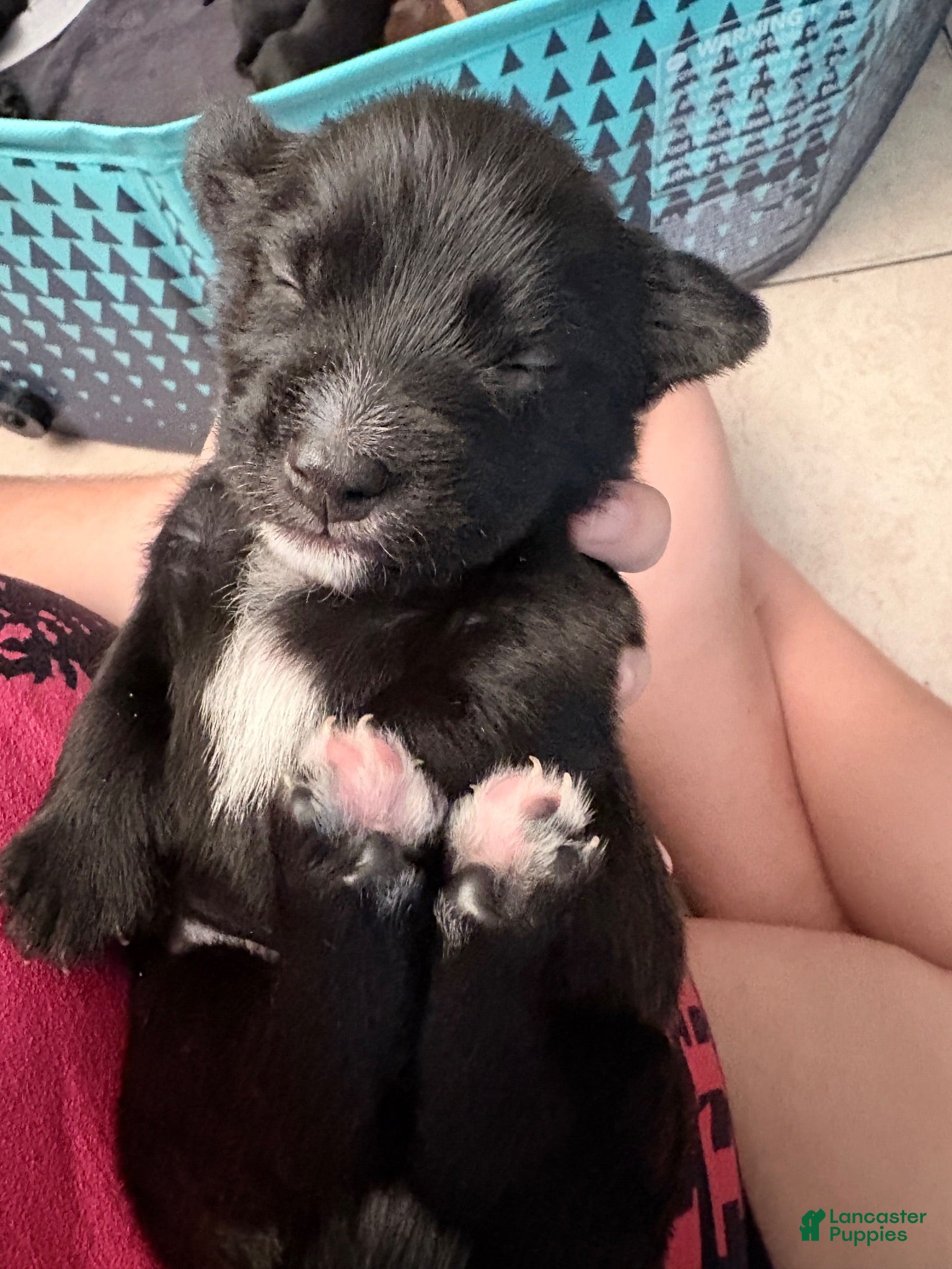 Mixed Breed dogs Mixed Breed 4 - Ad 23