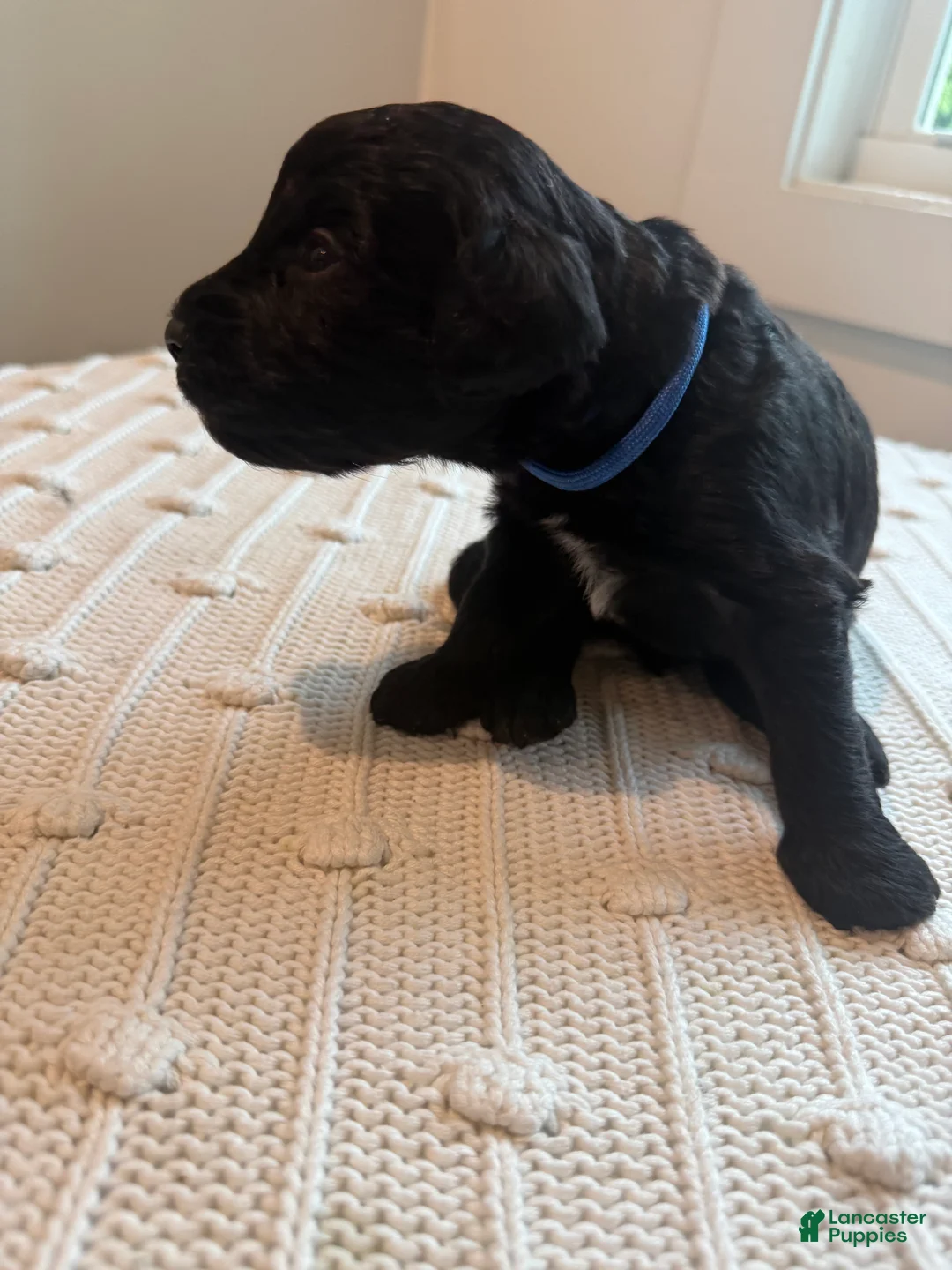 Mixed Breed dogs for sale: Oreo - Ad 2
