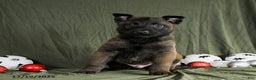 Belgian Malinois dogs for sale: Onyx - Ad 3