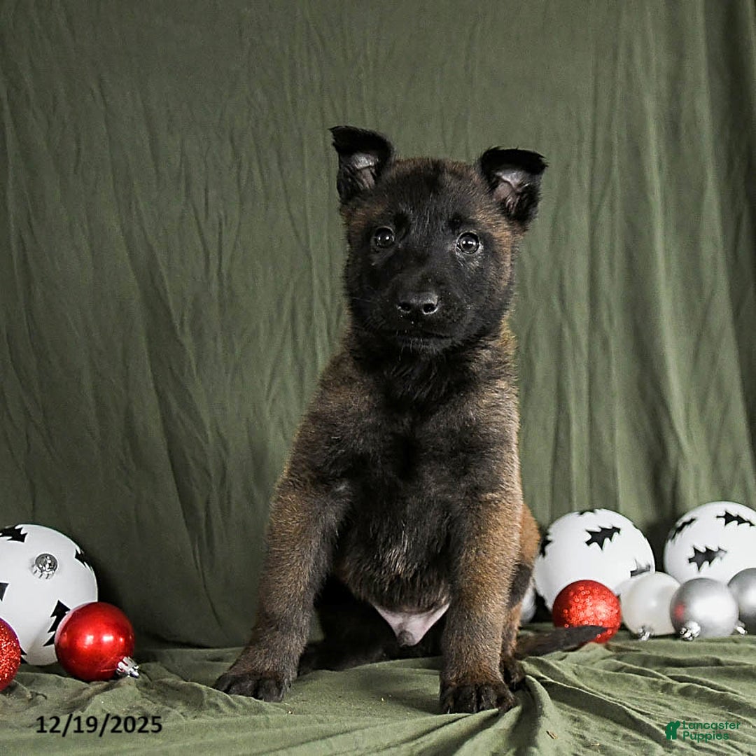 Belgian Malinois dogs for sale: Onyx - Ad 3