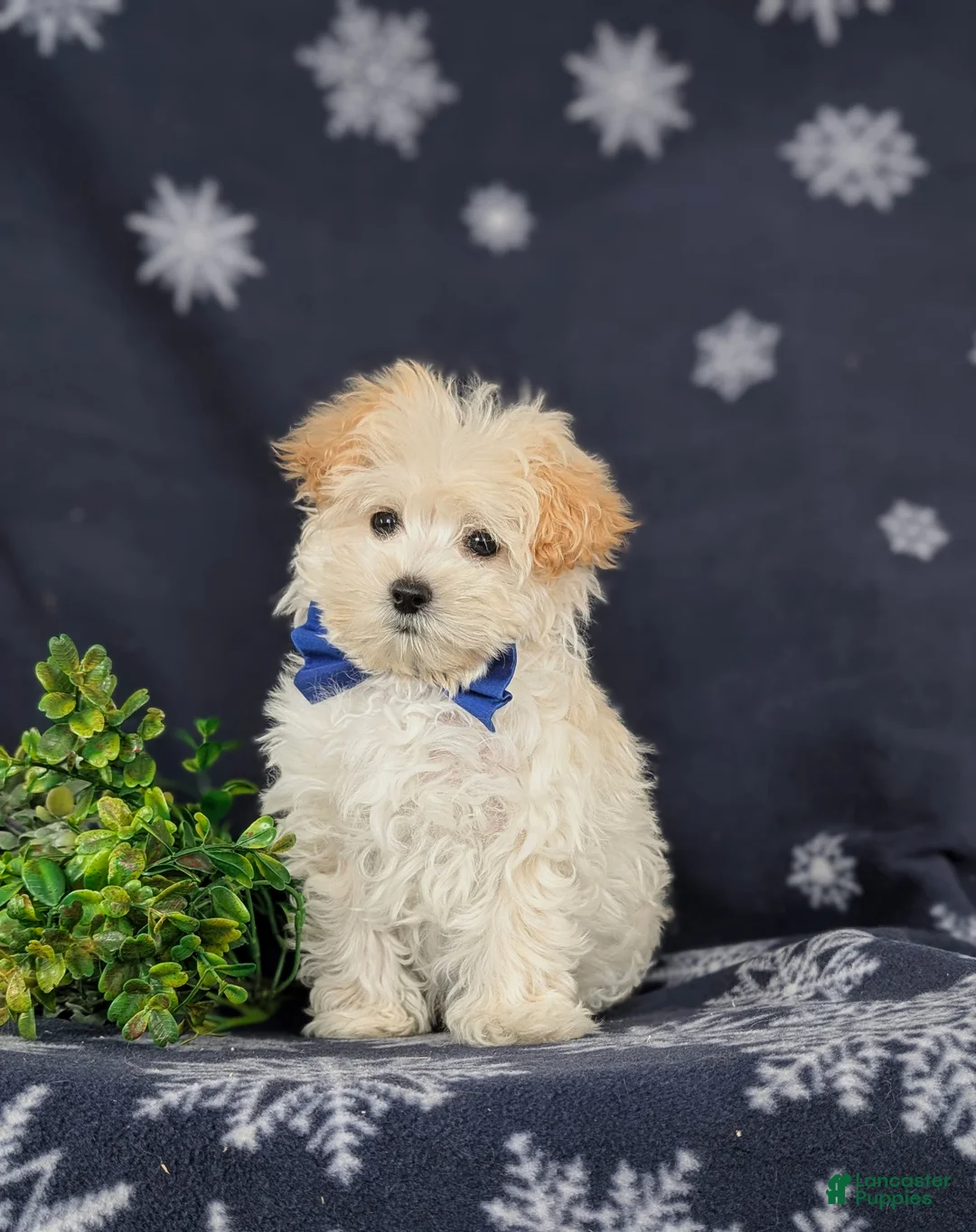 Maltipoo dogs for sale: Brock 7 lbs Full Grown - Ad 1
