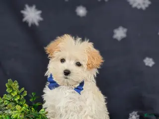 Maltipoo dogs Brock 7 lbs Full Grown - Ad 34