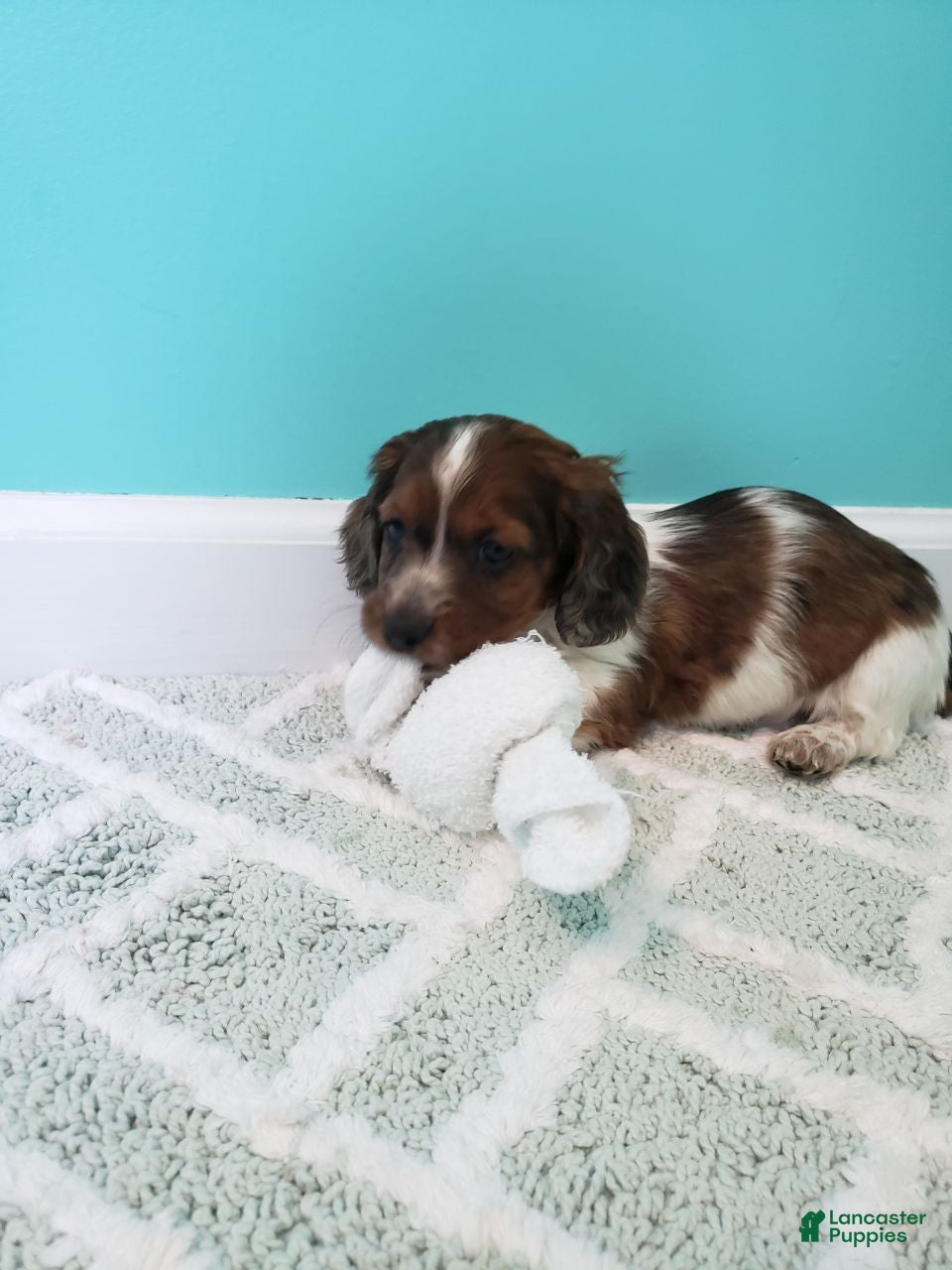 Miniature Dachshund dogs Rob - Ad 2