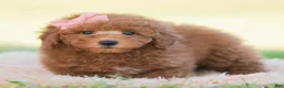 Mini Goldendoodle dogs for sale: Kisses - Ad 5