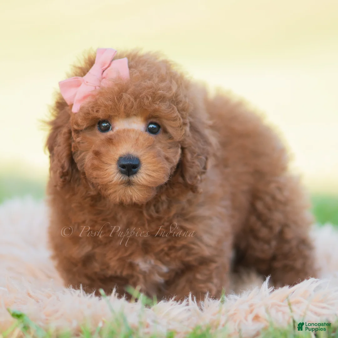 Mini Goldendoodle dogs for sale: Kisses - Ad 5