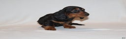 Miniature Dachshund dogs for sale: Dasher - Ad 3
