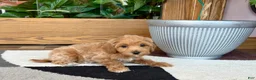 Mixed Breed dogs for sale: Mixed Breed 1 - Ad 7
