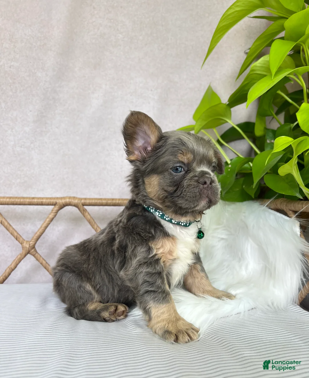 French Bulldog dogs for sale: French Bulldog Puppy 6 - Ad 2