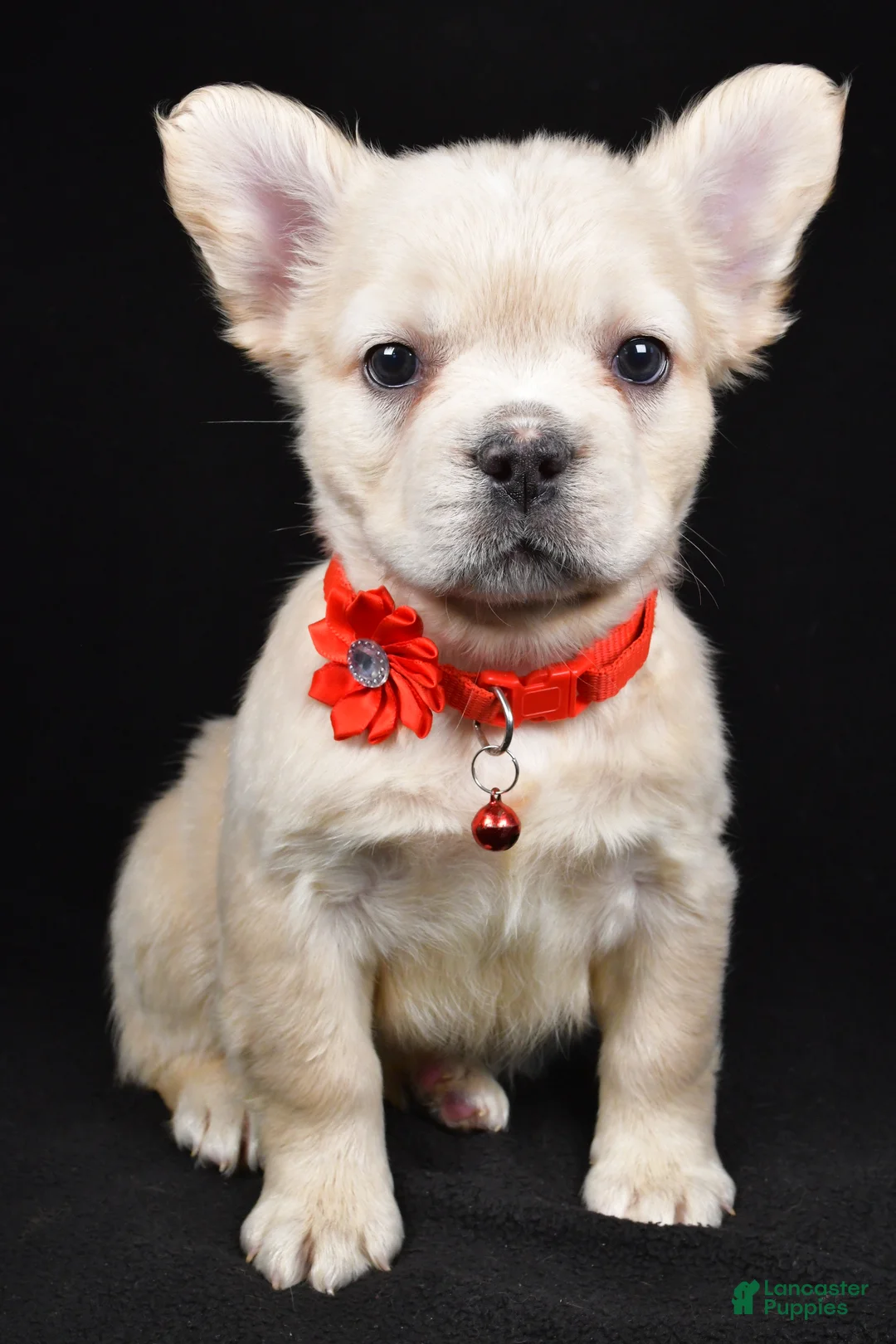 French Bulldog dogs for sale: Muffin - Ad 2