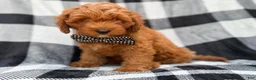 Cavapoo dogs for sale: Benny - Ad 9