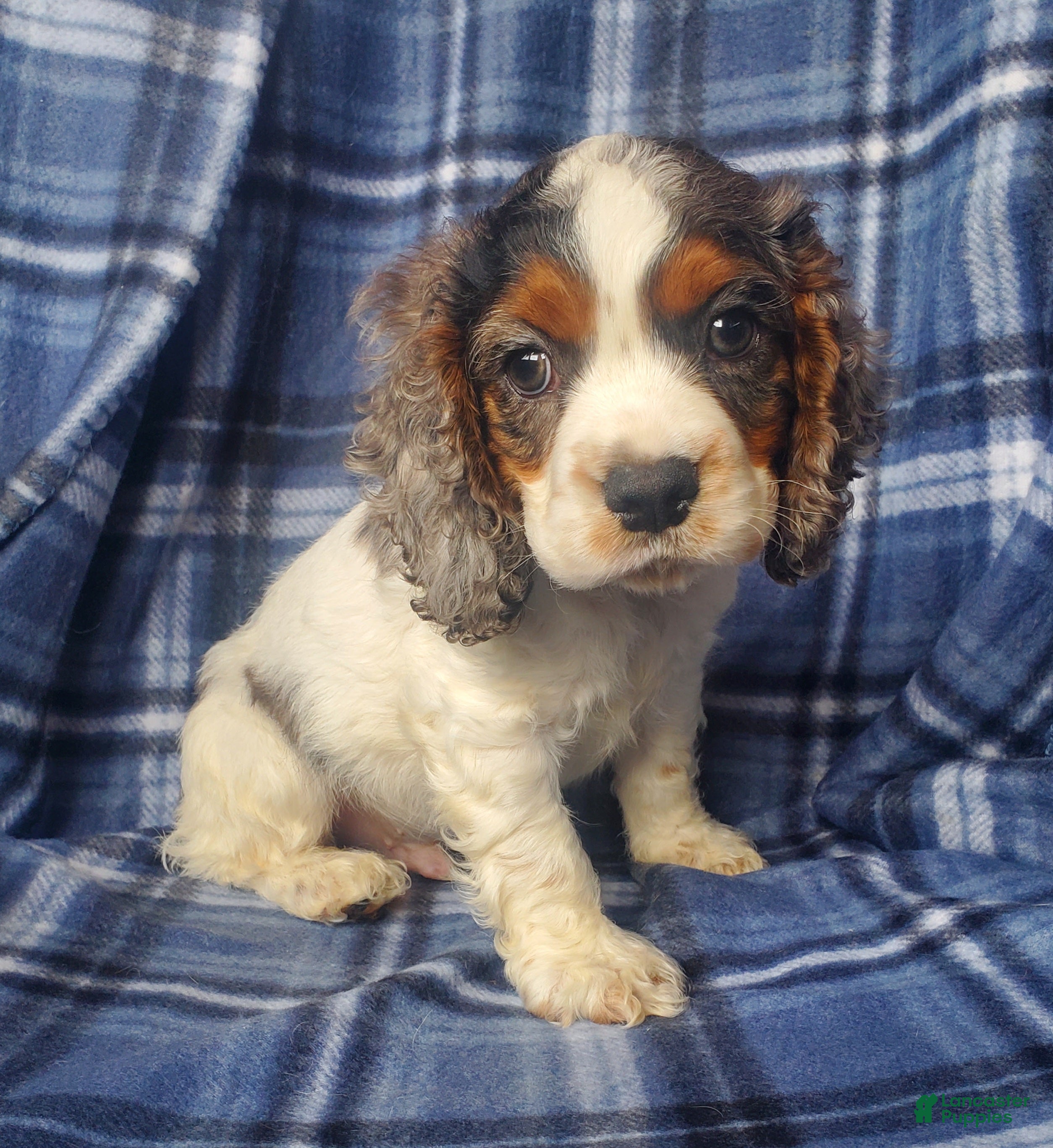 Cocker Spaniel dogs Ozzy - Ad 5