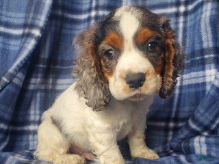 Cocker Spaniel dogs Ozzy - Ad 5