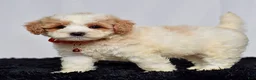 Mini Goldendoodle dogs for sale: Mr. Lenny - Ad 4
