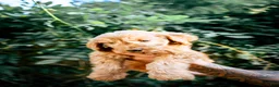 Goldendoodle dogs for sale: Milo - Ad 2