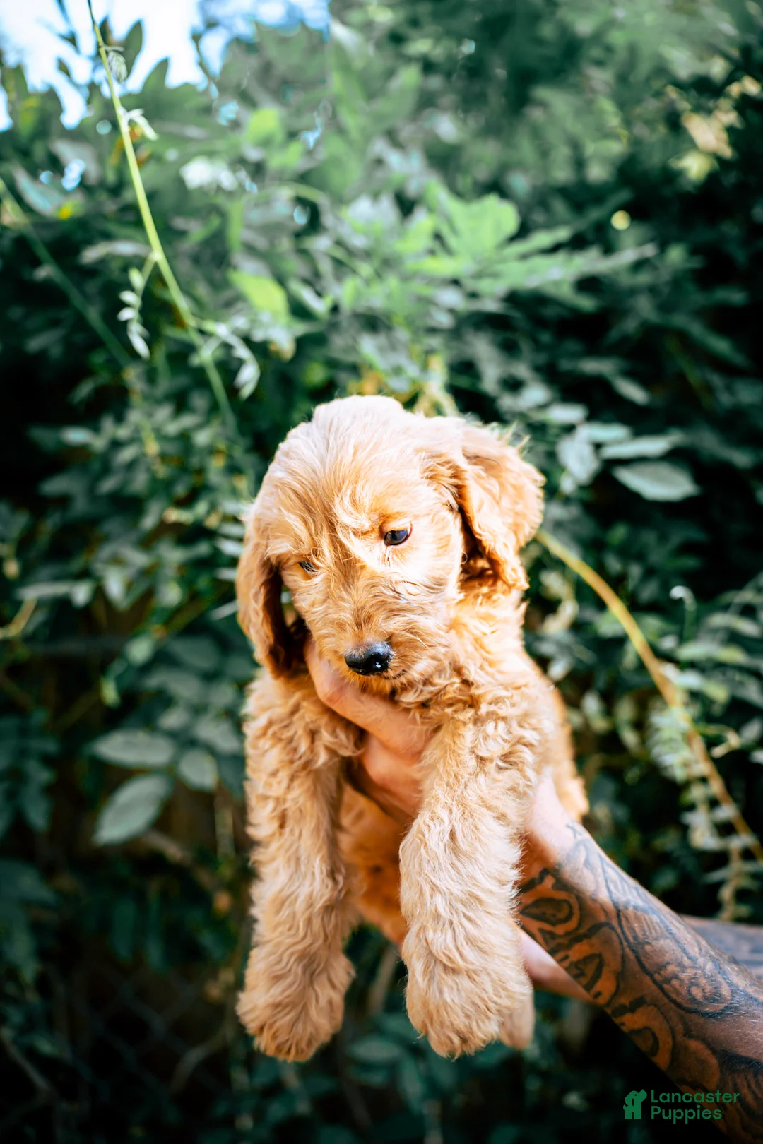 Goldendoodle dogs for sale: Milo - Ad 2