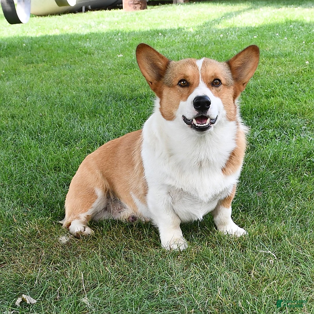 Welsh Corgi Pembroke dogs for sale: Rosy - Ad 7