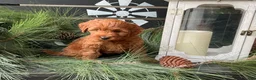 Irish Doodle dogs for sale: Coasta - Ad 1