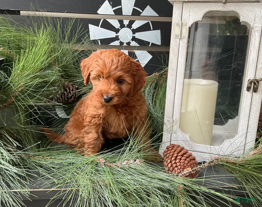 Irish Doodle dogs for sale: Coasta - Ad 1