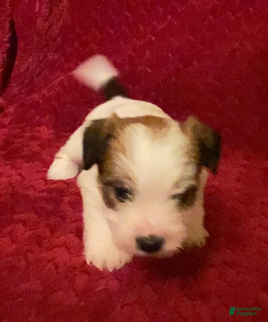 Jack Russell Terrier dogs for sale: Jack Russell Terrier Puppy 5 - Ad 2