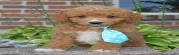 Cavapoo dogs for sale: Caesar - Ad 6