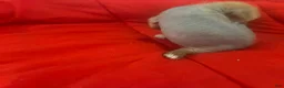 Chinese Crested dogs for sale: Chinese Crested 3 - Ad 14
