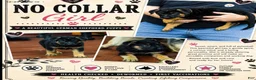 German Shepherd dogs for sale: German Shepherd Puppy 6 - Ad 4