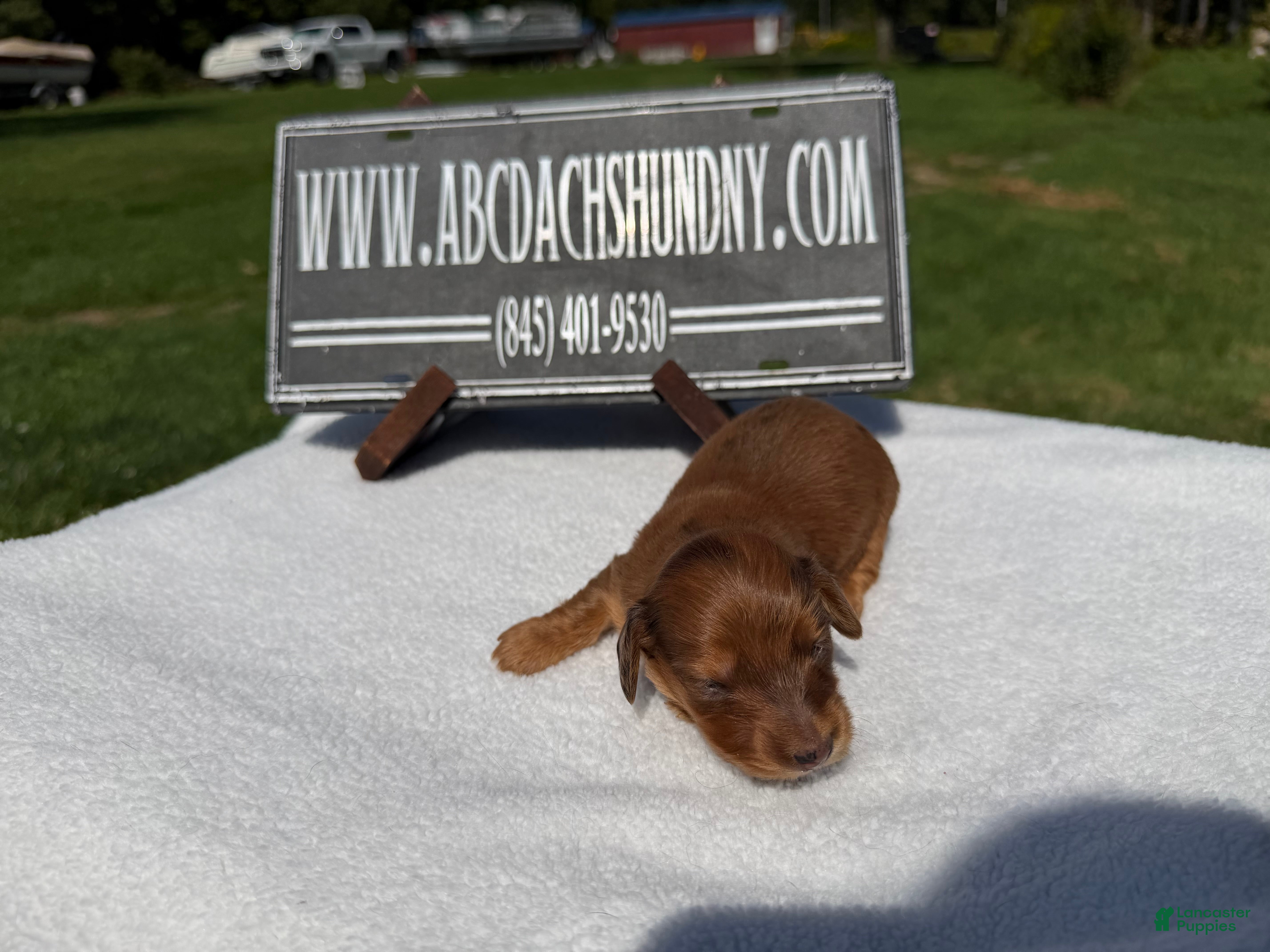 Miniature Dachshund dogs Red dapple girl - Ad 16