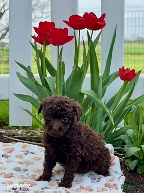 Miniature Poodle dogs Dino Extra Small - Ad 1