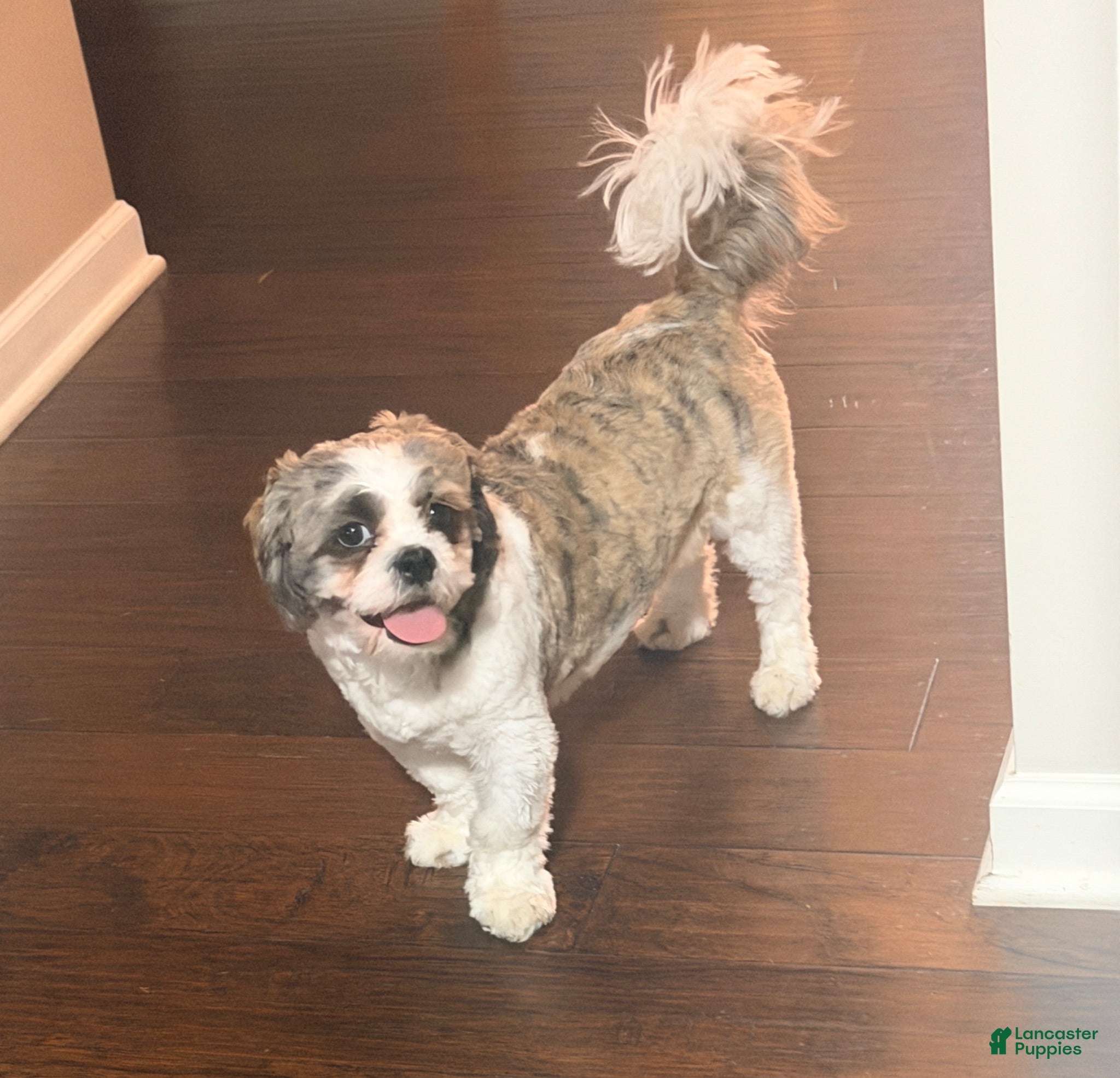 Shih Tzu dogs Yuno - Ad 1