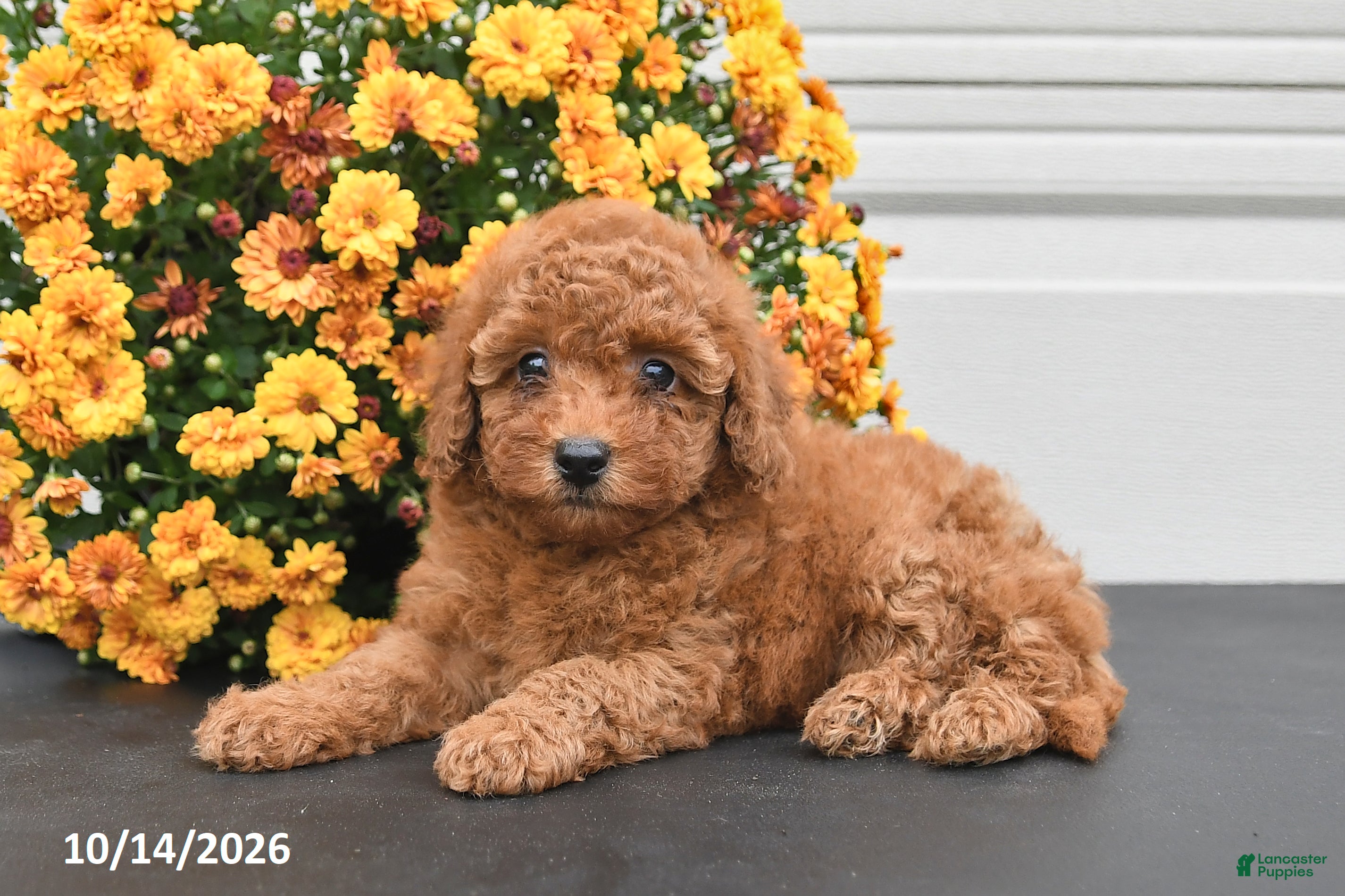 Bichpoo dogs Callie - Ad 1