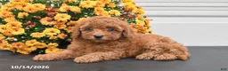 Bichpoo dogs for sale: Callie - Ad 1