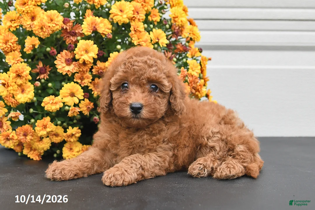Bichpoo dogs for sale: Callie - Ad 1