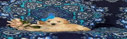 Maltipoo dogs for sale: Cait 8 lbs Full Grown - Ad 4