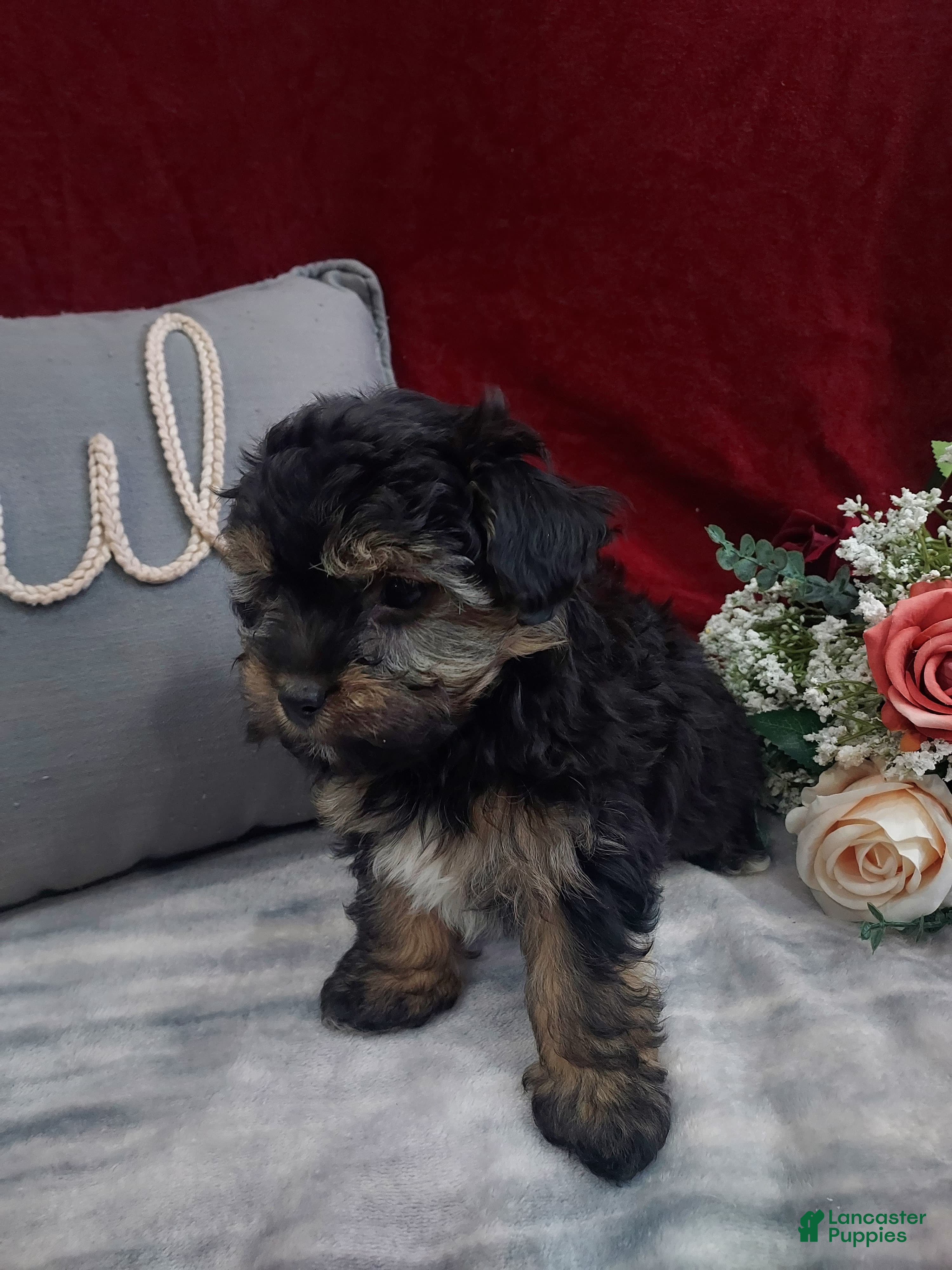 Mixed Breed dogs Rocky - Ad 5