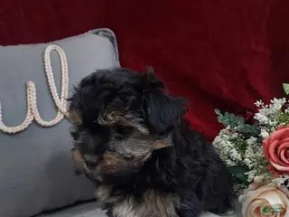 Mixed Breed dogs Rocky - Ad 5