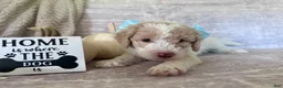 Goldendoodle dogs for sale: Jade 🩵 - Ad 11