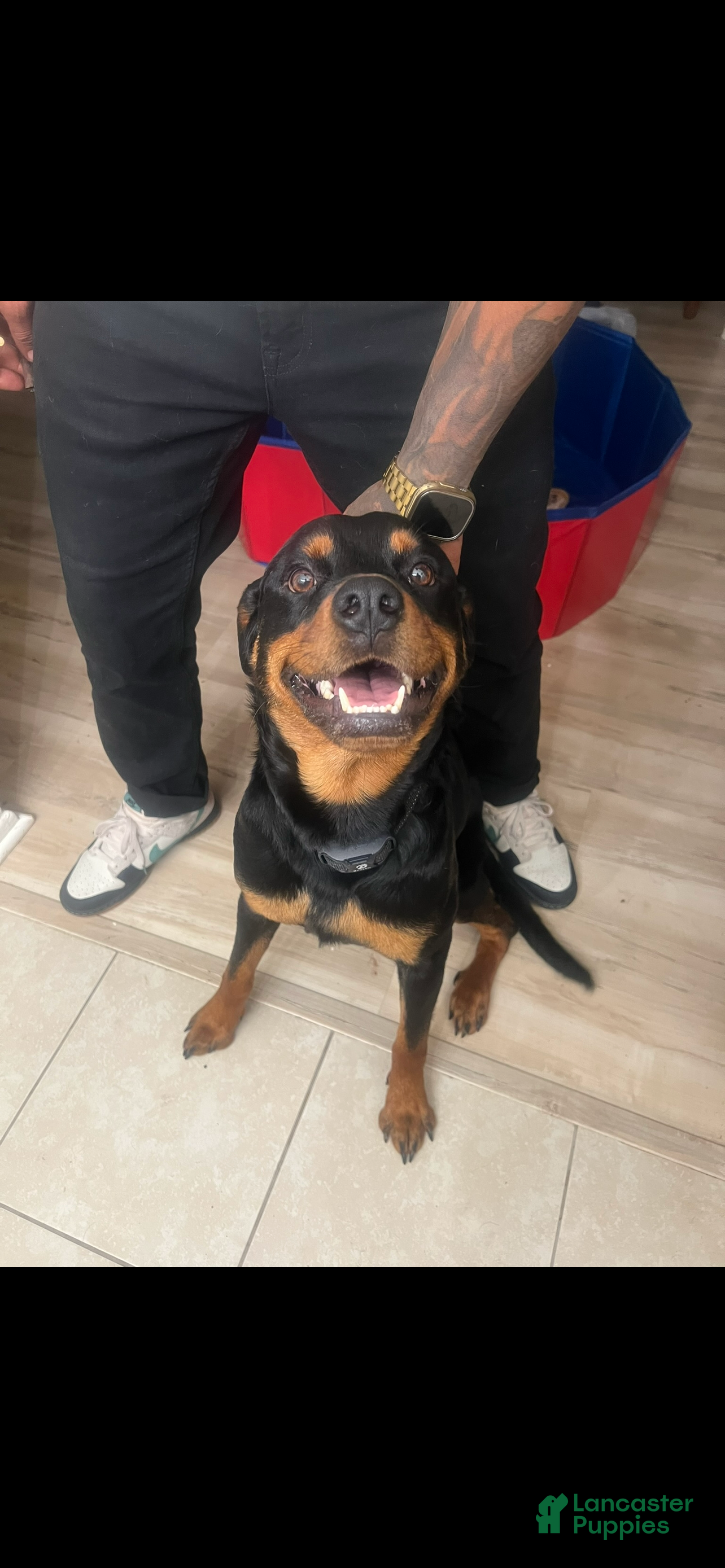 Rottweiler dogs Rottweiler Puppy 4 - Ad 2