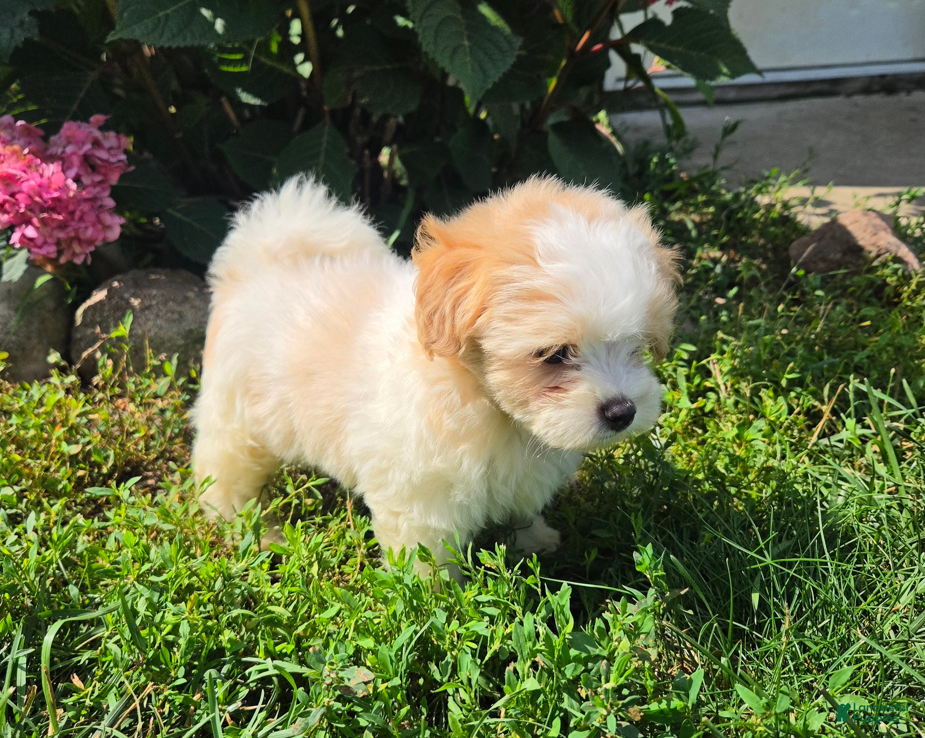 Shihpoo dogs Wendy - Ad 1