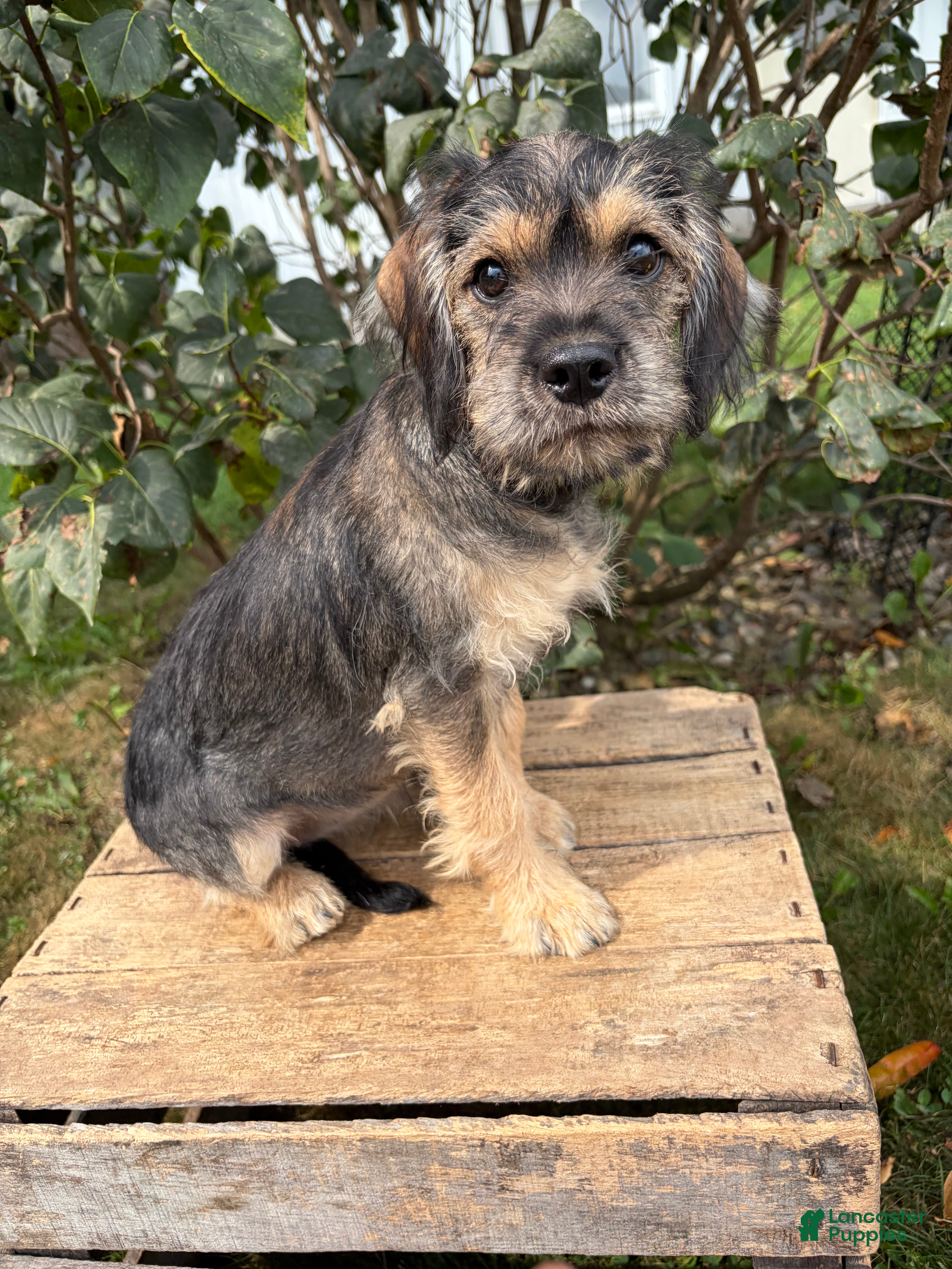 Schnoodle dogs Tia - Ad 2