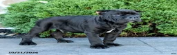 Cane Corso dogs for sale: Legend - Ad 4