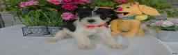 Miniature Schnauzer dogs for sale: Miniature Schnauzer 3 Marcy - Ad 3