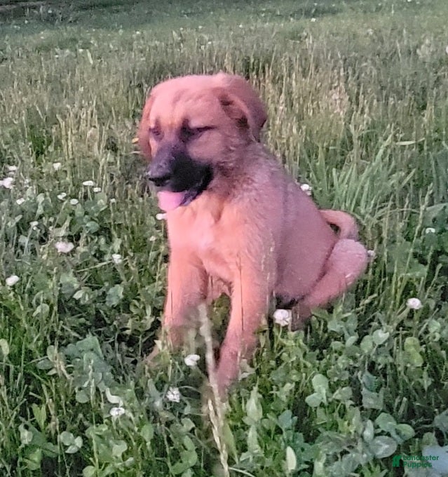 Mixed Breed dogs Ellie - Ad 1