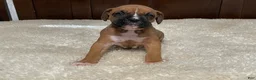 Boxer dogs for sale: Rocky - Ad 12