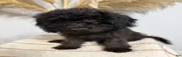 Mini Goldendoodle dogs for sale: Chocolate Boy - Ad 3