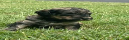 Bordoodle dogs for sale: Onyx - Ad 9
