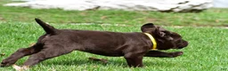 Labrador Retriever dogs for sale: Bell - Ad 11