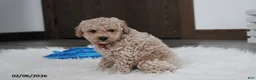 Bichpoo dogs for sale: Travis - Ad 2