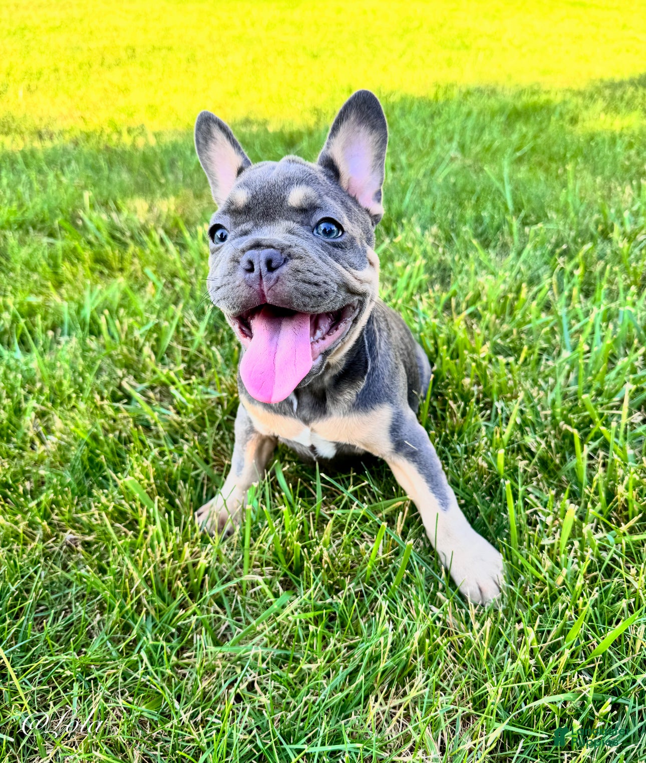 French Bulldog dogs Lola - Ad 2