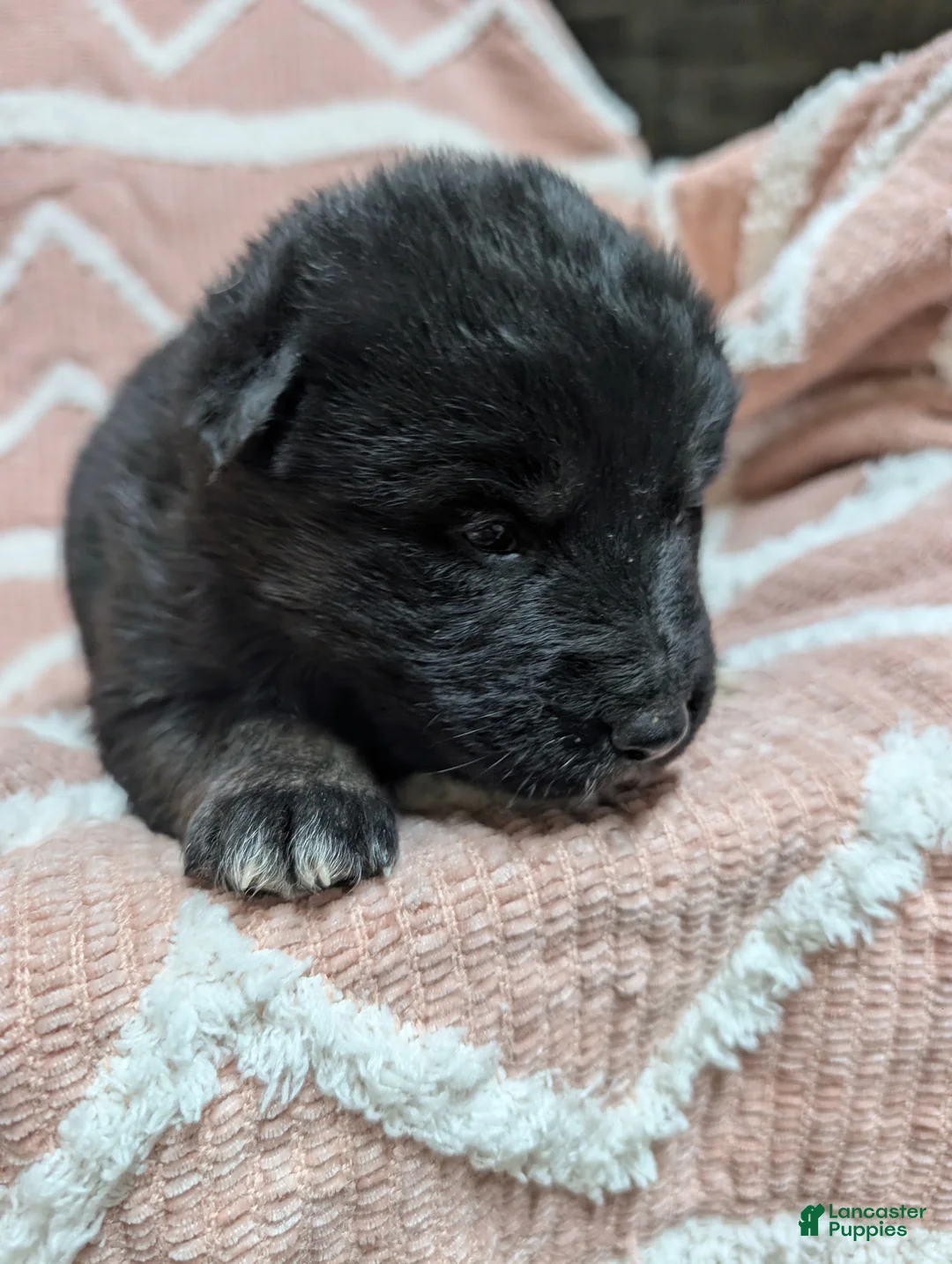 Gerberian Shepsky dogs for sale: Callie  - Ad 4